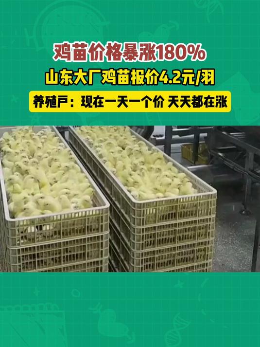 鸡苗价格暴涨180%，山东大厂鸡毛报价4.2元/羽