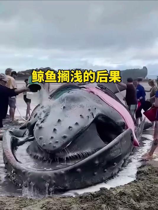 鲸鱼搁浅的后果