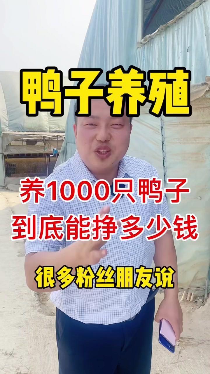 养1000只鸭子能不能挣钱?能挣多少?我们一起去看看