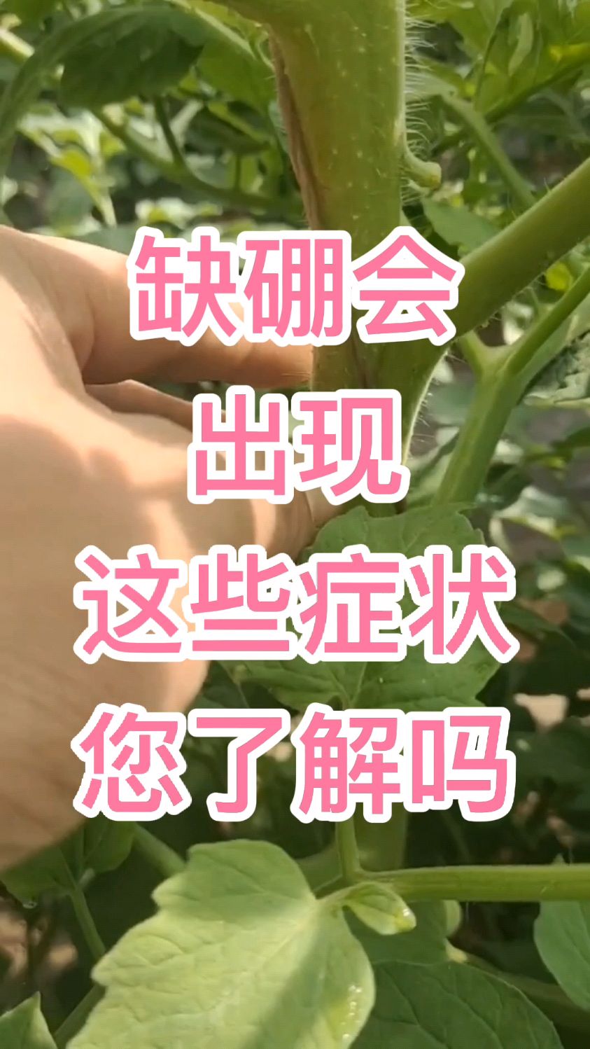 缺硼会出现哪些症状