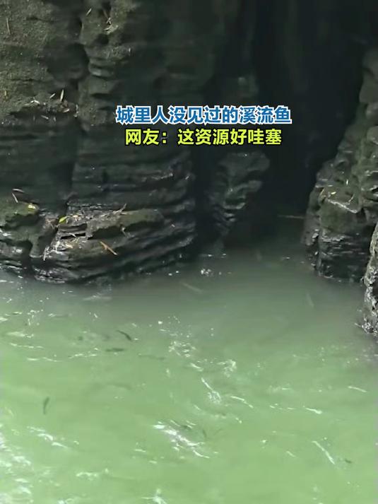 城里人没见过的溪流鱼