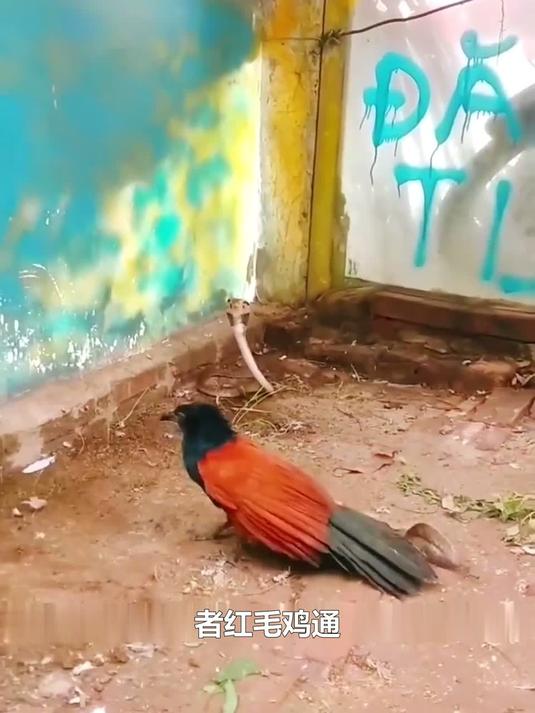 顶级蛇类天敌：红毛鸡如何通过高超战术与致命一击，成为生态链中的顶级掠食者？