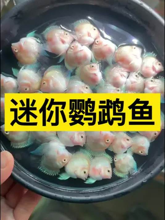 迷你鹦鹉鱼繁殖秘籍 实用技巧 打造宝藏观赏鱼