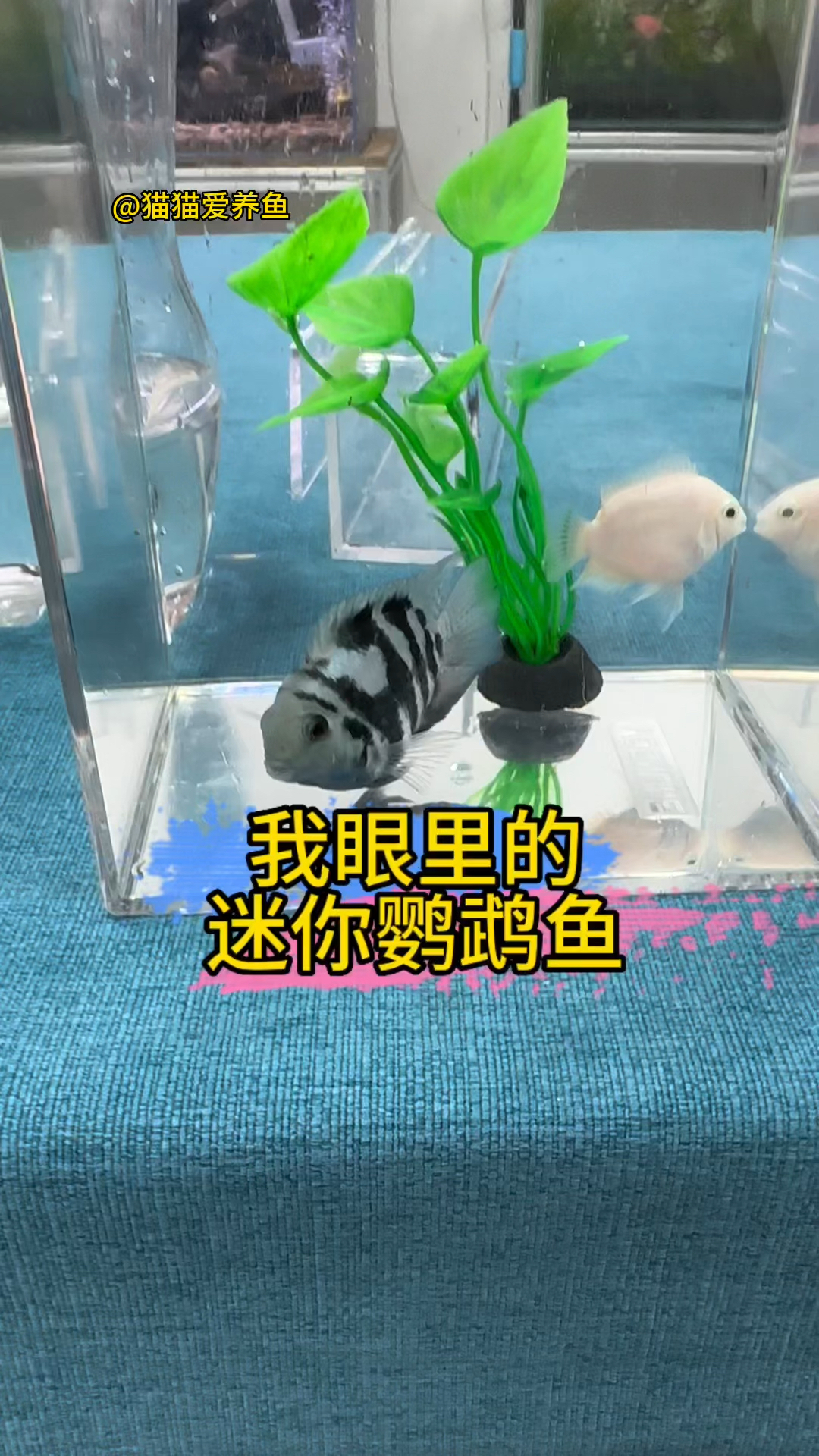 迷你鹦鹉鱼的繁殖率不亚于孔雀鱼,你养过吗?你眼里的迷你鹦鹉鱼是怎样的呢?#水族