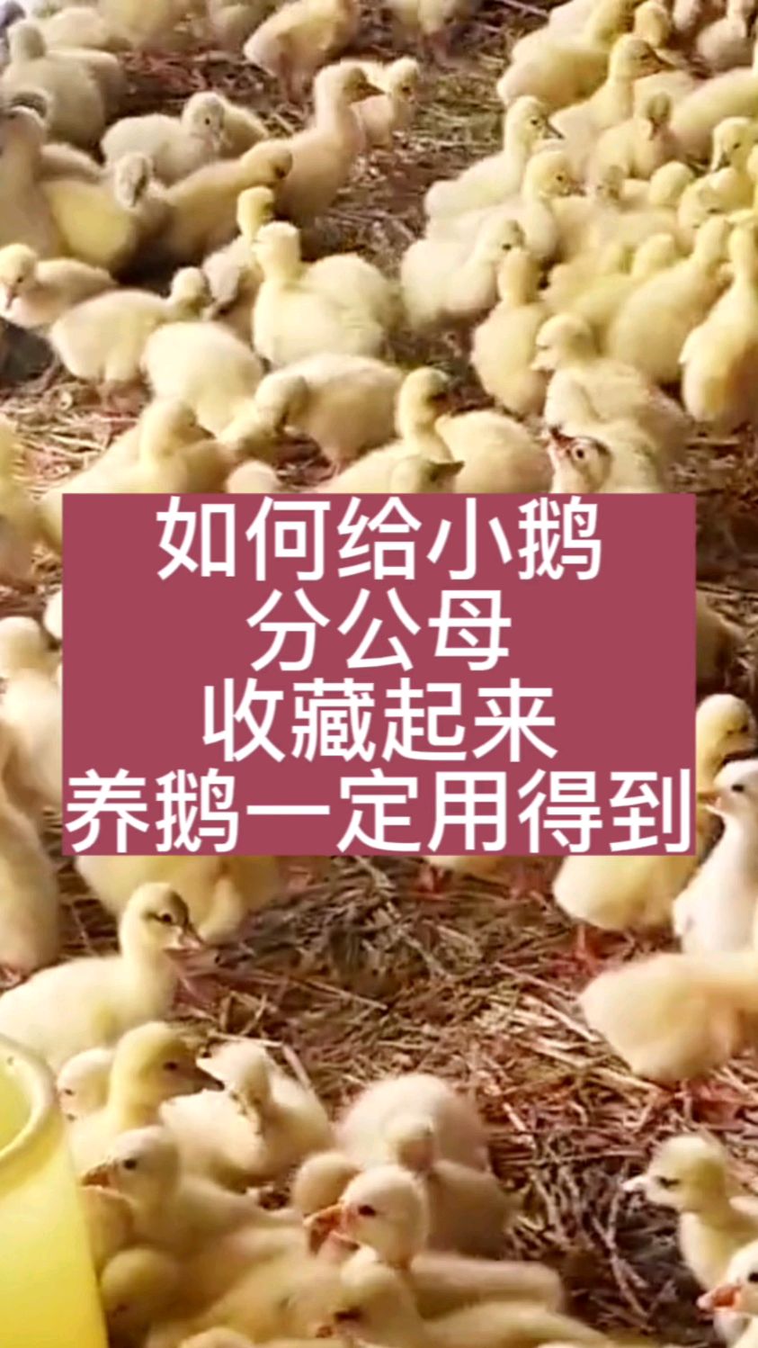 小鹅如何分公母,顺口溜教给你