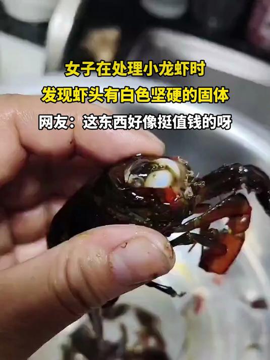 女子在处理小龙虾时,发现虾头有白色坚硬的固体
