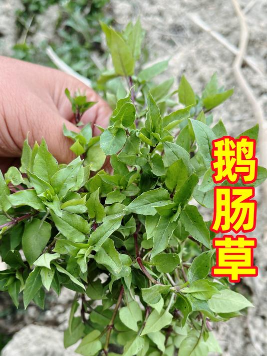 农村田间喂猪的野草鹅肠草,原来还是美味的野菜