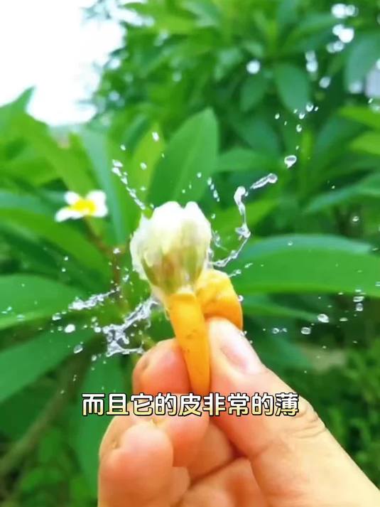 到吃黄皮的季节啦,给大家推荐鸡心黄皮树,不打药好养活!