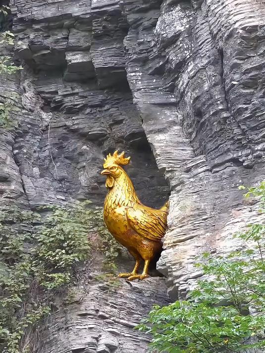 悬崖峭壁上拍到的金鸡打鸣