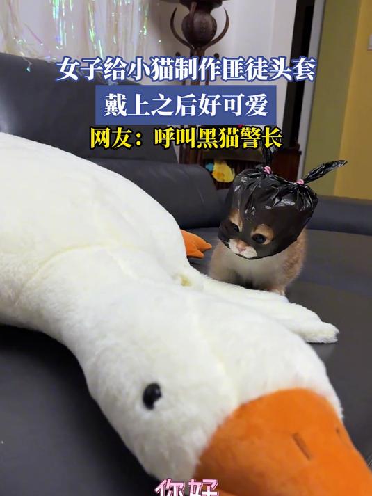 女子给小猫制作匪徒头套,戴上之后好可爱,网友:呼叫黑猫警长