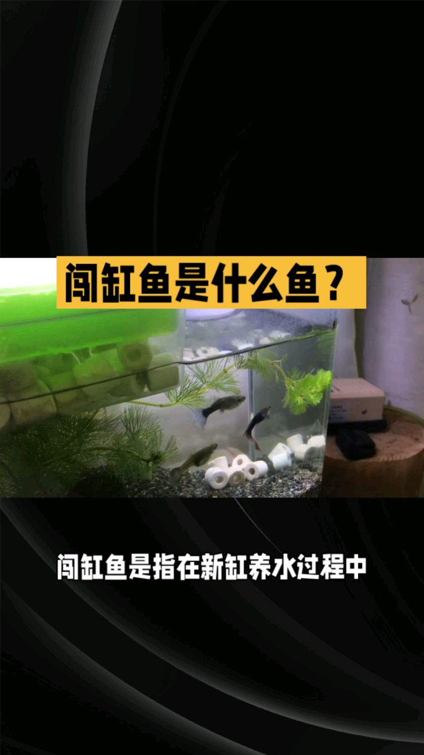 闯缸鱼是什么?
