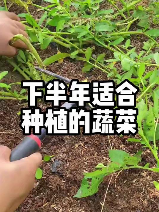 下半年适合种植的蔬菜，你还知道哪些？
