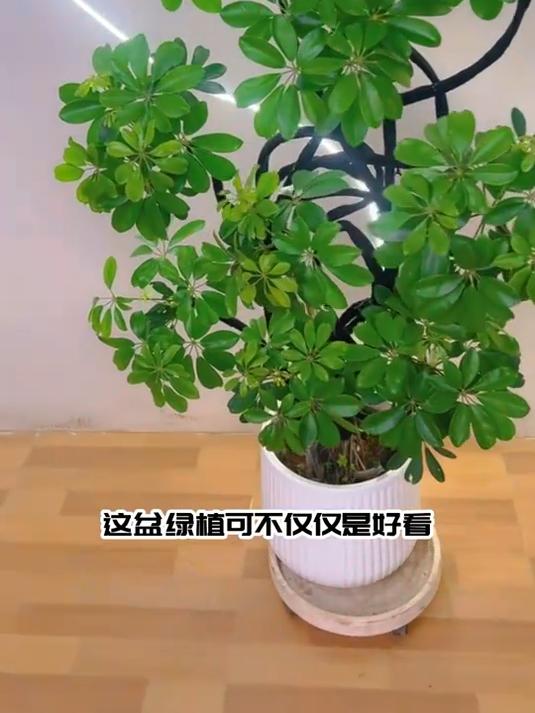 鸭脚木寓意招财,鹅掌生财福气来,阳台窗台皆相宜!