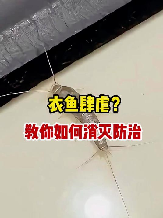 衣鱼肆虐?教你如何消灭防治