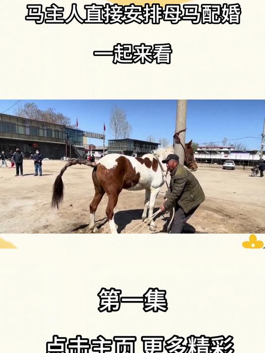 马场新到一匹俄罗斯种马,马主人直接安排母马配婚,一起来看1