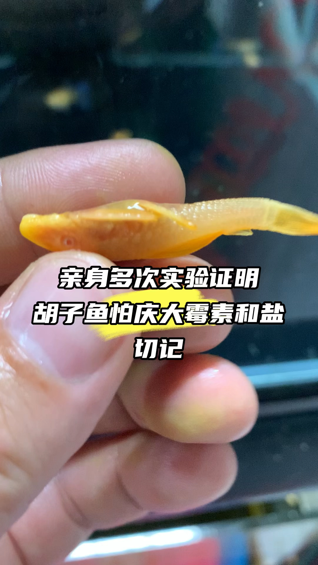 胡子鱼怕庆大霉素和盐 #观赏鱼 #异形鱼 #养鱼人