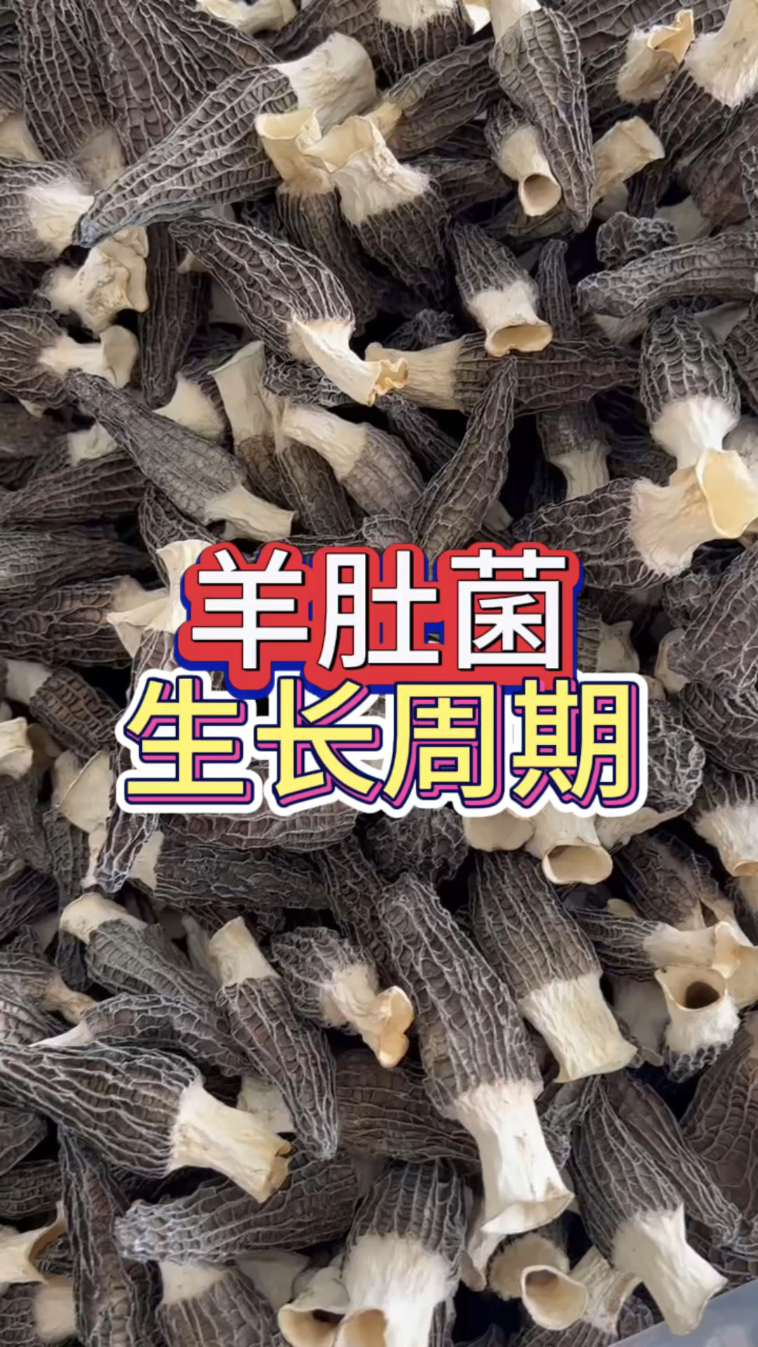 羊肚菌生长周期