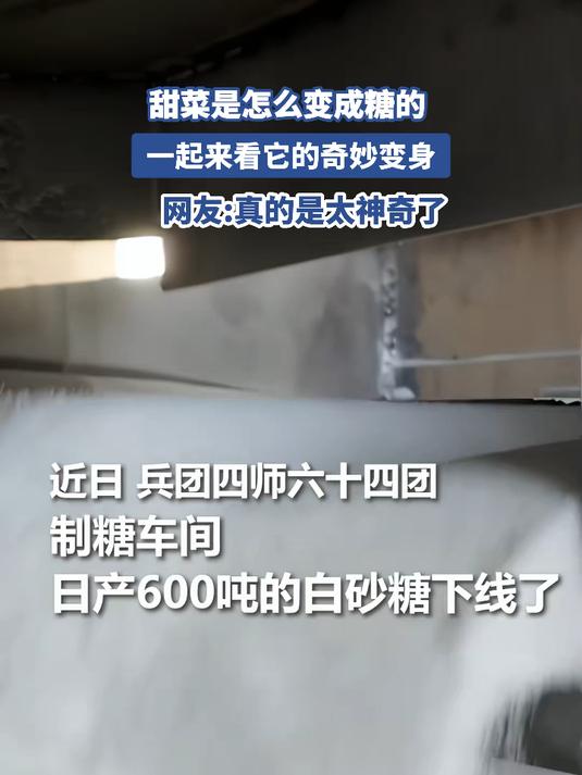 甜菜是怎么变成糖的,一起来看它的奇妙变身
