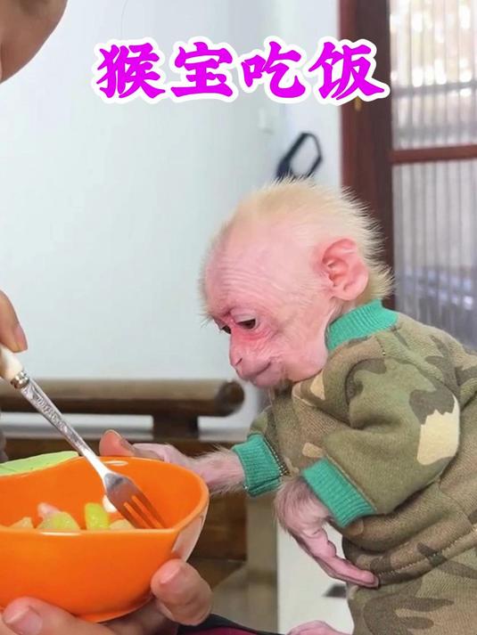 猴宝宝虚子吃了一顿美味的晚饭