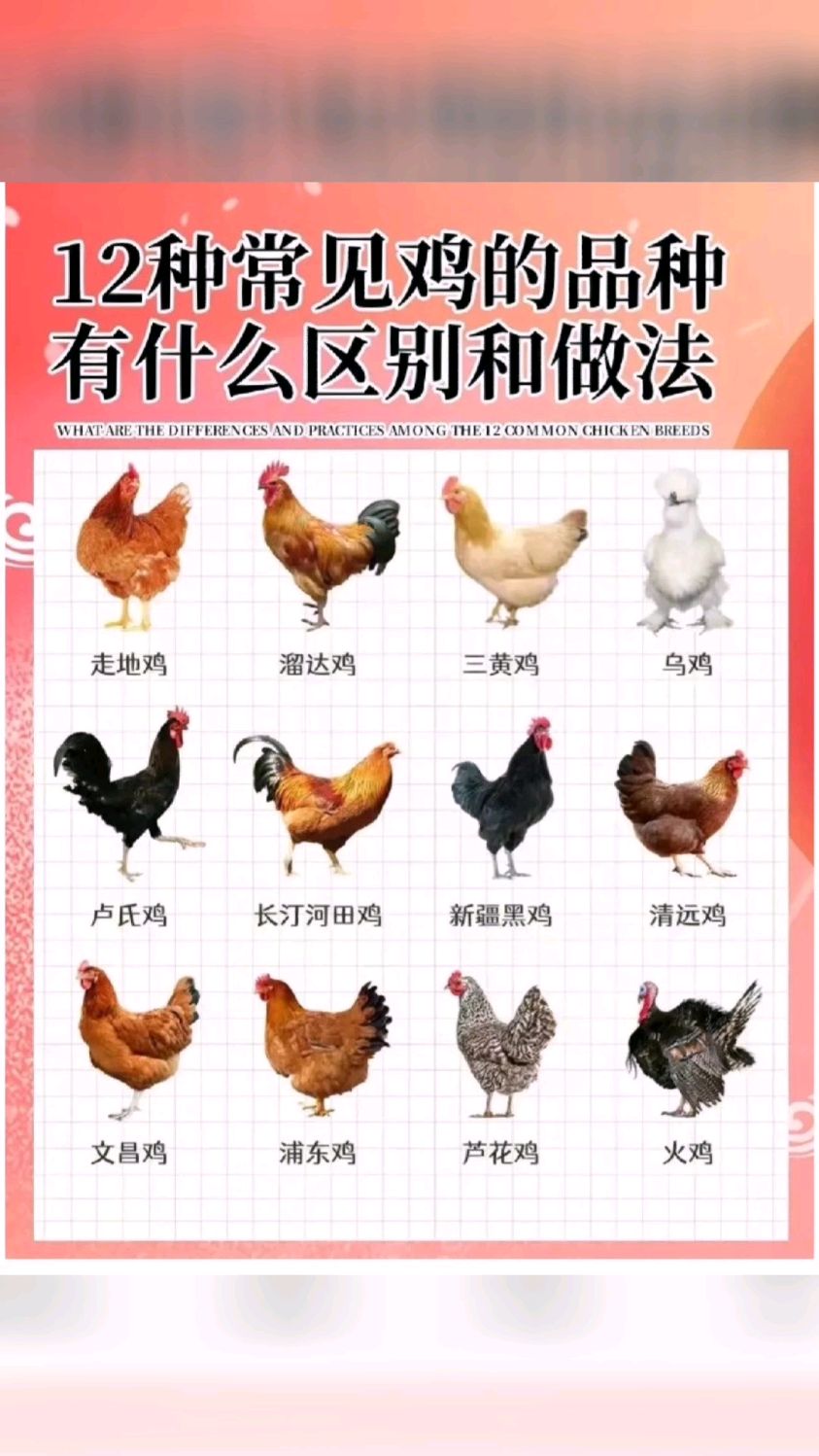 12种常见鸡的品种有什么区别和做法 我的美食日记 爱上我的厨房 食材分享