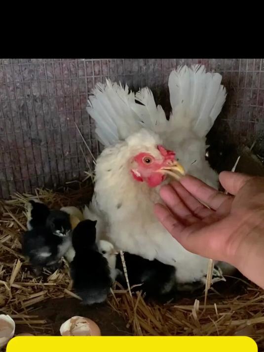 我家的元宝鸡一个接一个的抱窝，今天又孵出可爱的小鸡崽儿了