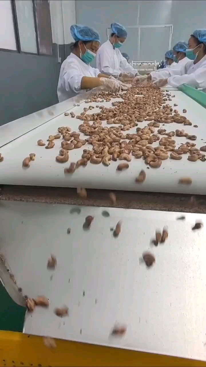 8米的电磁炒货机流水线,客户现场炒制腰果,流水线作业,智能化控制,节能环保无烟无尘