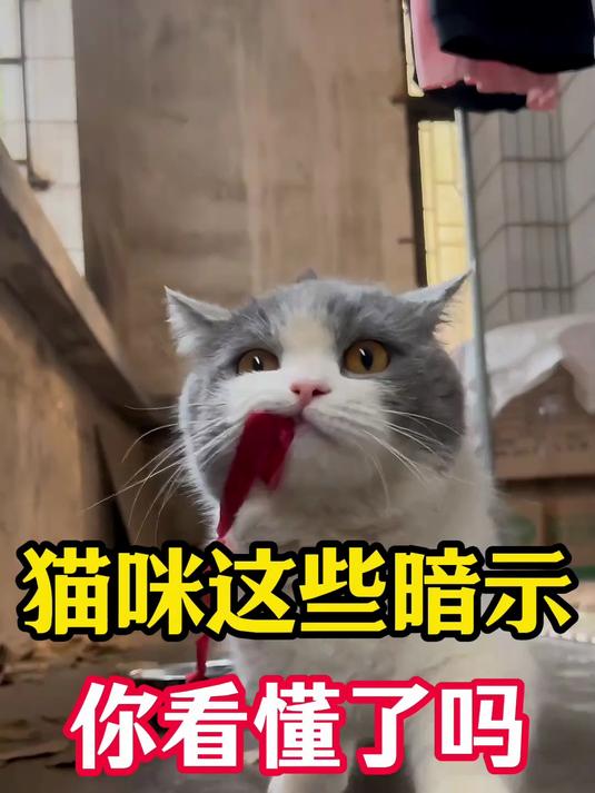 猫咪这些暗示你看懂了吗?你家猫都怎么暗示你呢?