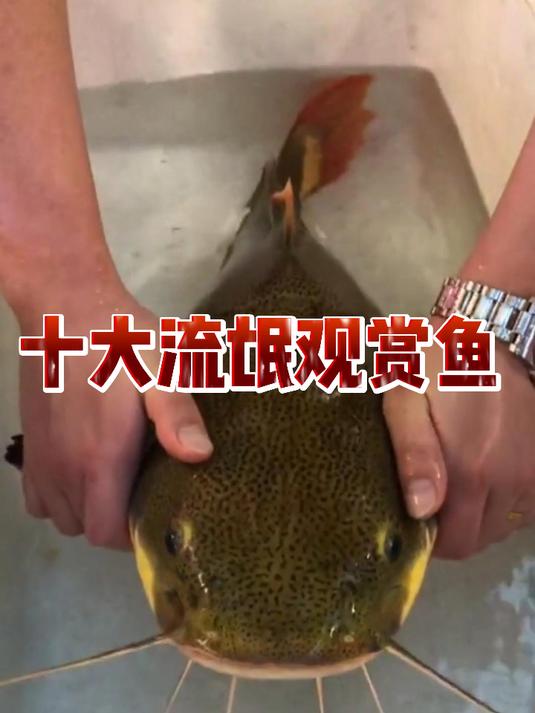 十大流氓观赏鱼