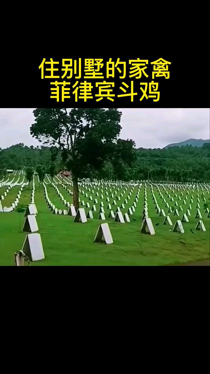 住别墅的家禽菲律宾斗鸡