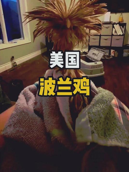 的鸡,这发型看上去,多少有些潦草。#科普 #涨知识