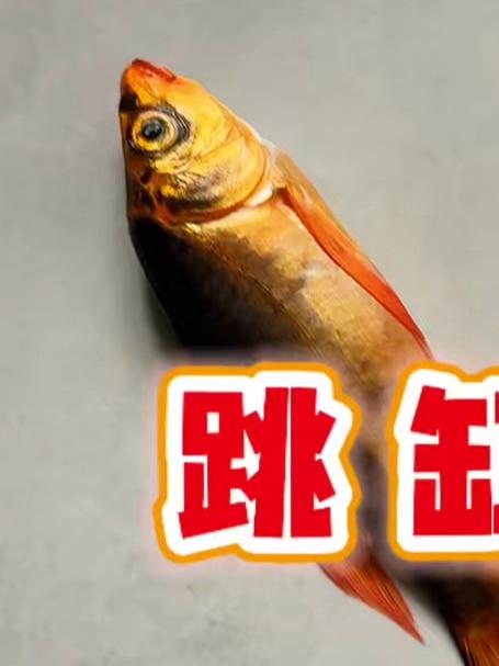 我的蝴蝶鲤竟然跳缸了!#蝴蝶鲤##鱼苗##观赏鱼##养鱼##跳缸#
