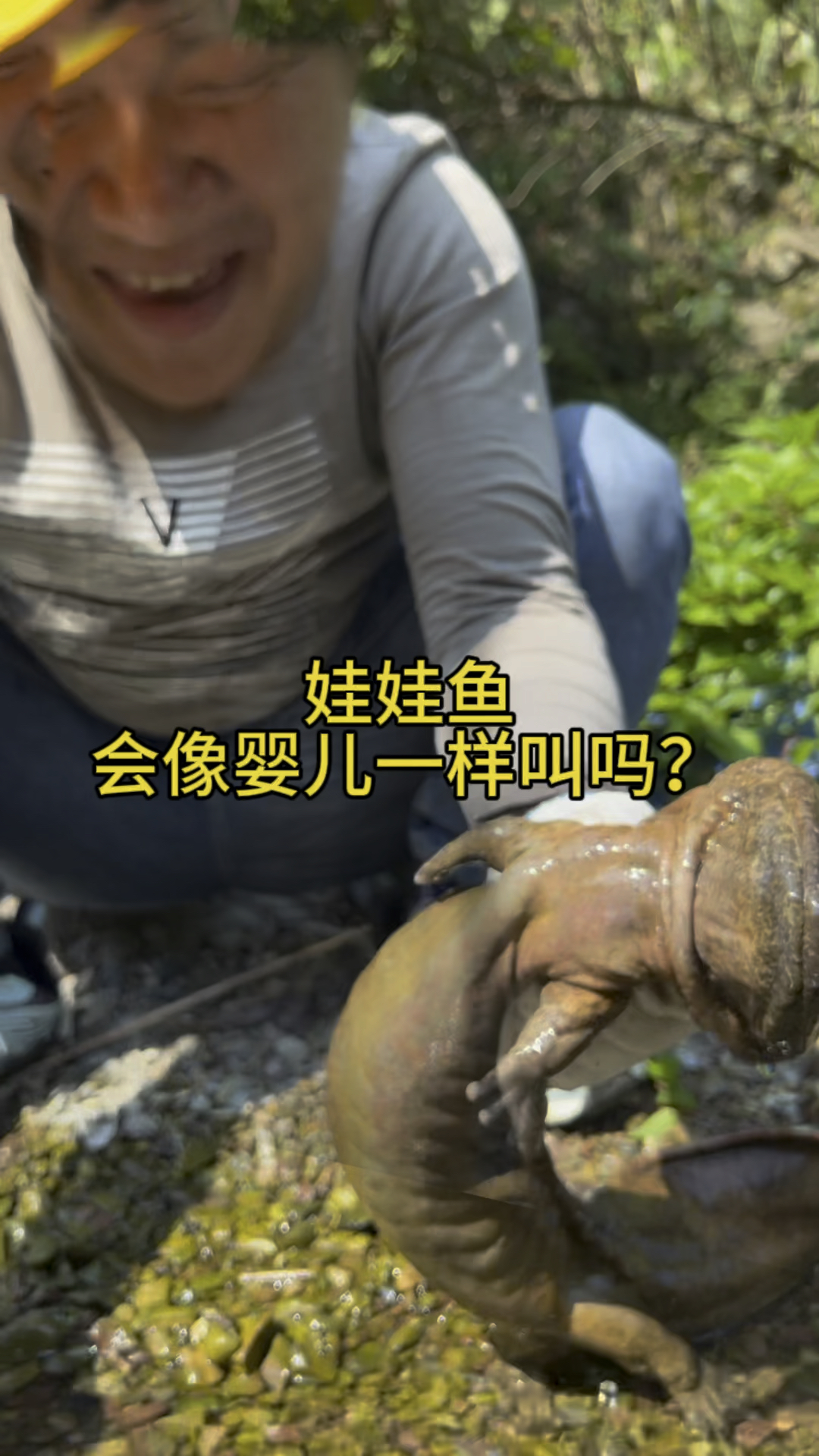 娃娃鱼到底会不会像出生婴儿一样叫呢