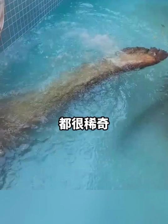 村民捕获“巨型鲶鱼”引围观