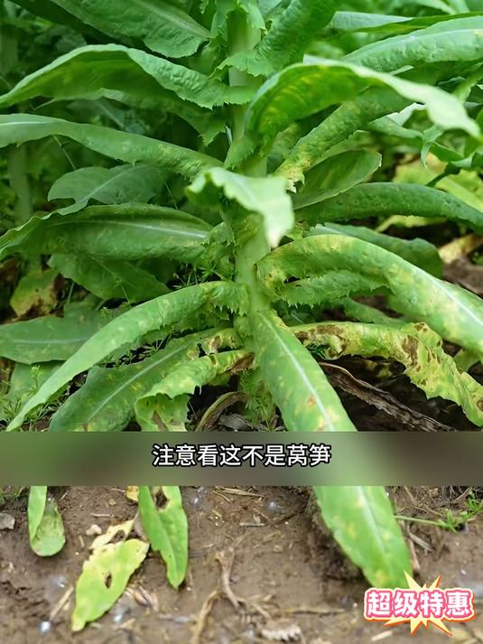 脆嫩剁椒贡菜脆辣响菜下饭菜