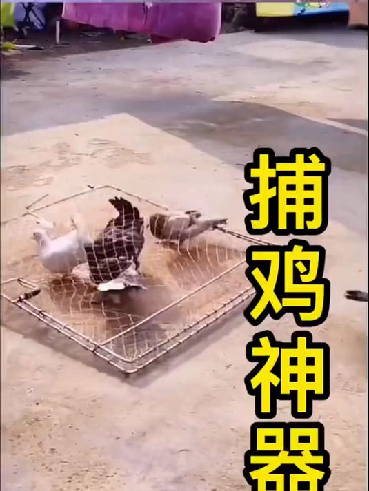 全自动抓鸡鸽笼子捕鸡网,这效果杠杠的,抓家里养殖的鸡好方便