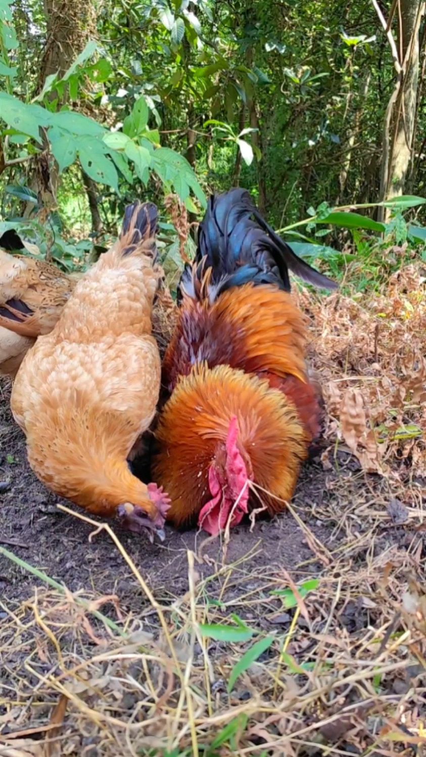 漂亮的麻鸡大公鸡特写,对新来的老母鸡千恩万宠