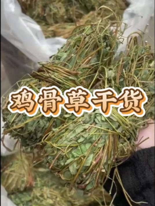 从深山采摘到精细晾晒!揭秘鸡骨草保留药效的全流程工艺