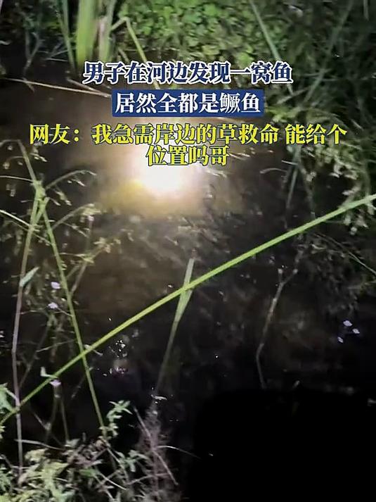 男子在河边发现鱼,居然全都是鳜鱼,网友:我急需岸边的草救命