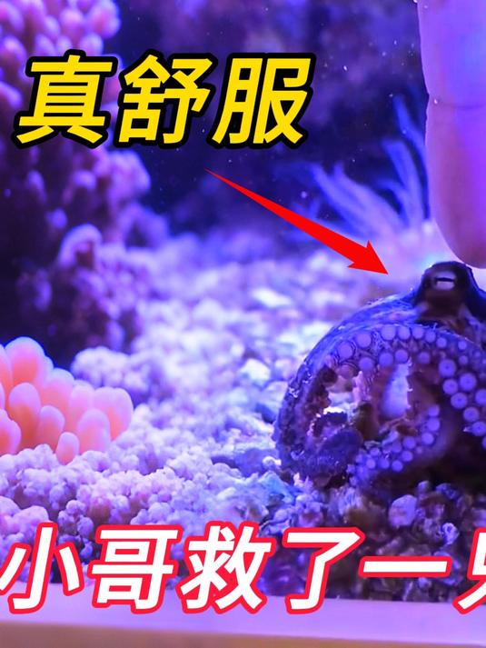 小哥救了一只小章鱼，为了报恩，它生了一窝章鱼宝宝送给小哥创业