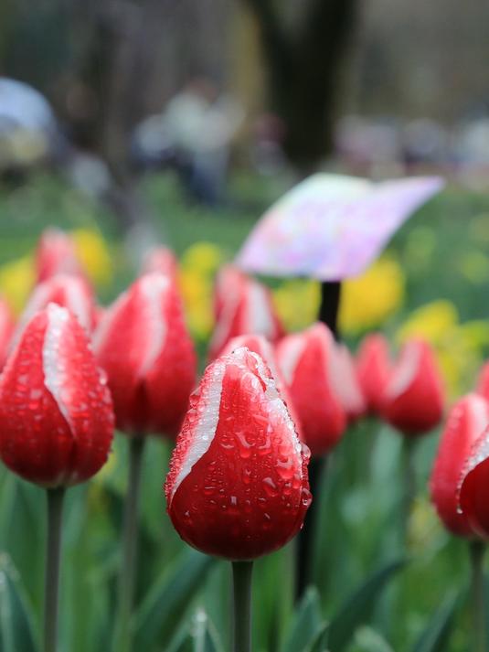 连续阴雨,阻挡不了杭州太子湾的郁金香绽放