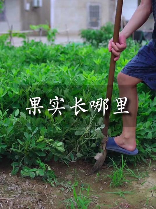 常见的瓜果蔬菜的果实长在哪里？