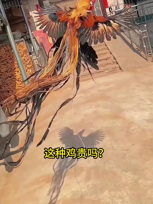 分享十一种不同品种的鸡！看看你见过吗？