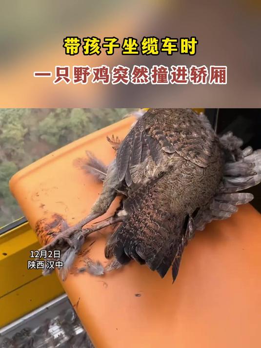 带孩子坐缆车时,一只野鸡突然撞进轿厢