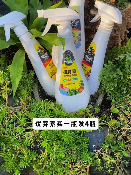多肉植物繁殖的那些秘密