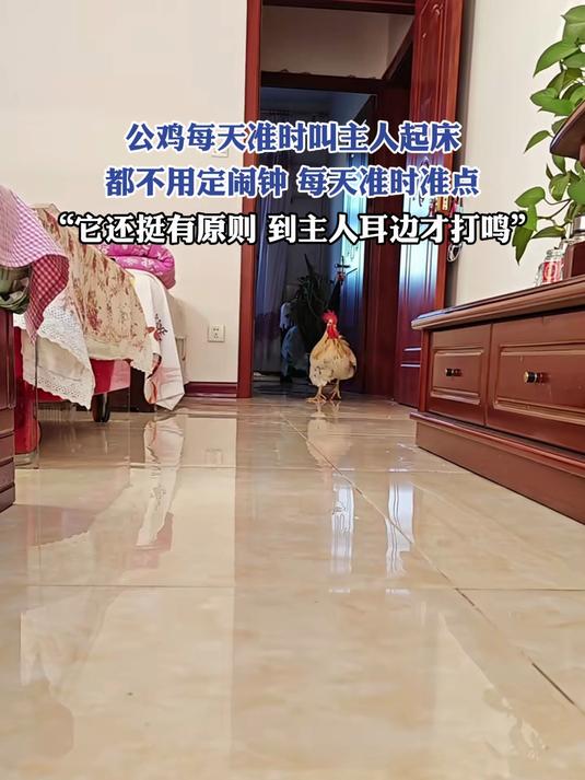 公鸡每天准时叫主人起床,都不用定闹钟,每天准时准点