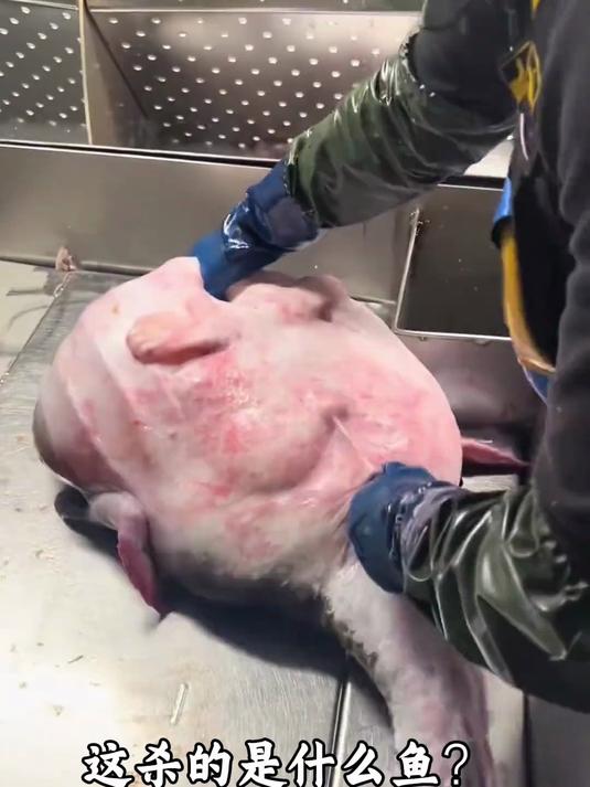 分享介绍一些海鱼