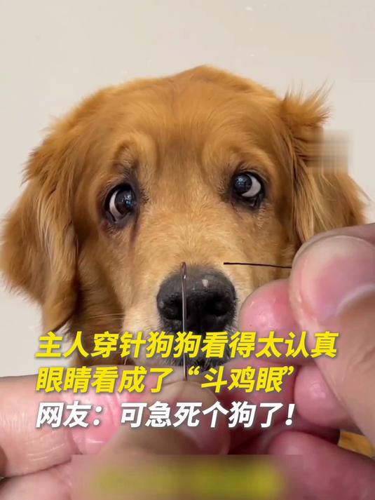 主人穿针狗狗看得太认真,眼睛看成了“斗鸡眼”