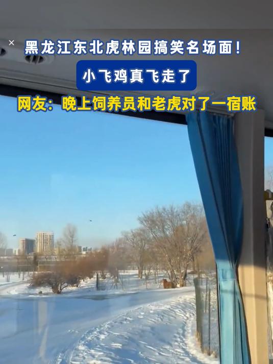 东北虎林园搞笑名场面!小飞鸡真飞走了,网友:晚上饲养员和老虎