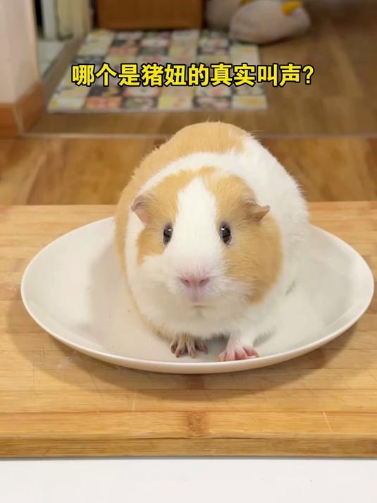 哪个是猪妞的真实叫声?怎么办真的好难选啊#萌宠#