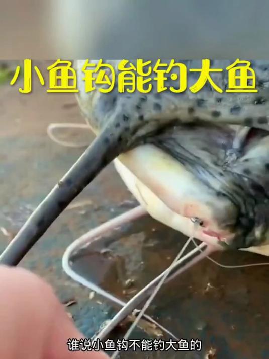小鱼钩钓大鱼